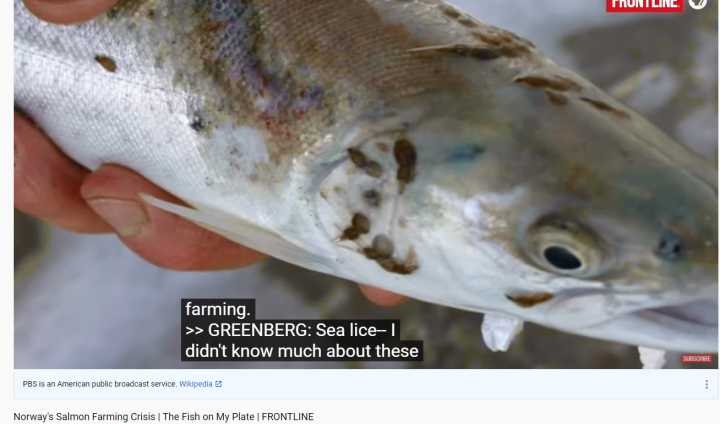 日本三文鱼寄生虫感染,三文鱼寄生虫能杀死吗