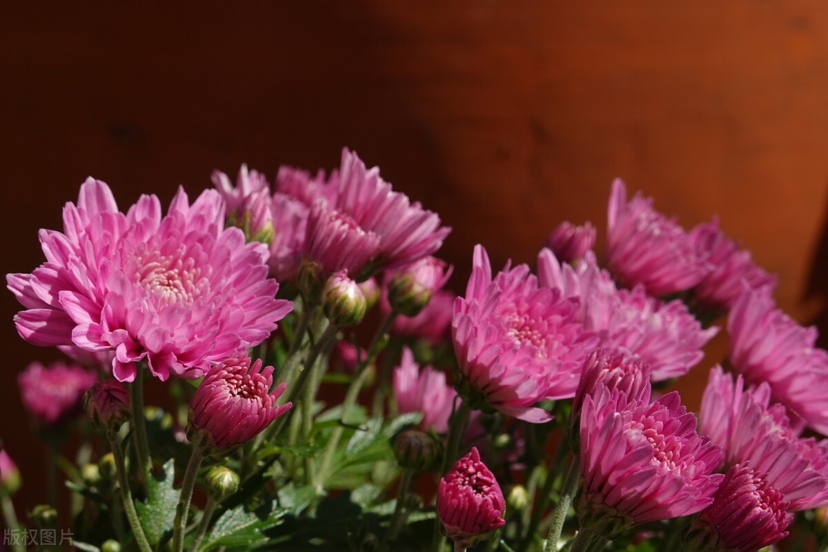 重阳节赏菊正当时，推荐国内这9个地方的赏菊好去处，沉浸式赏花