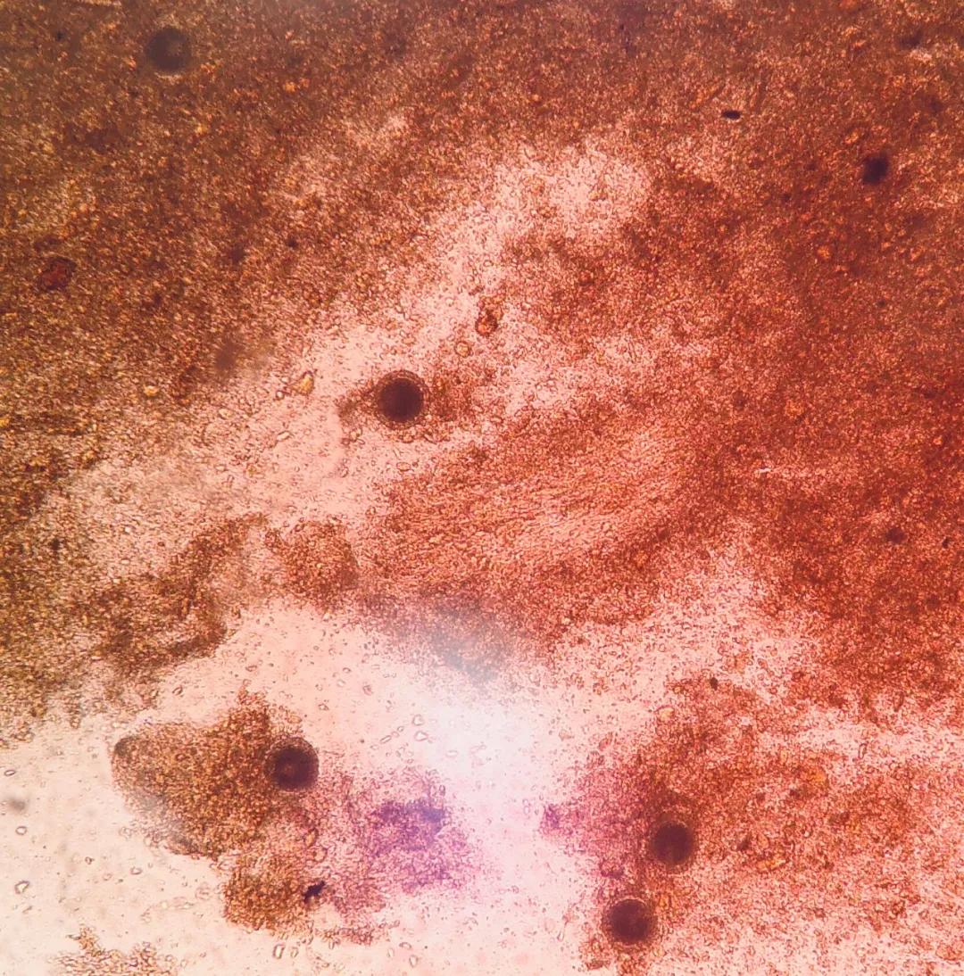 狗子偷偷亲我的第N次,难道不是真爱吗?