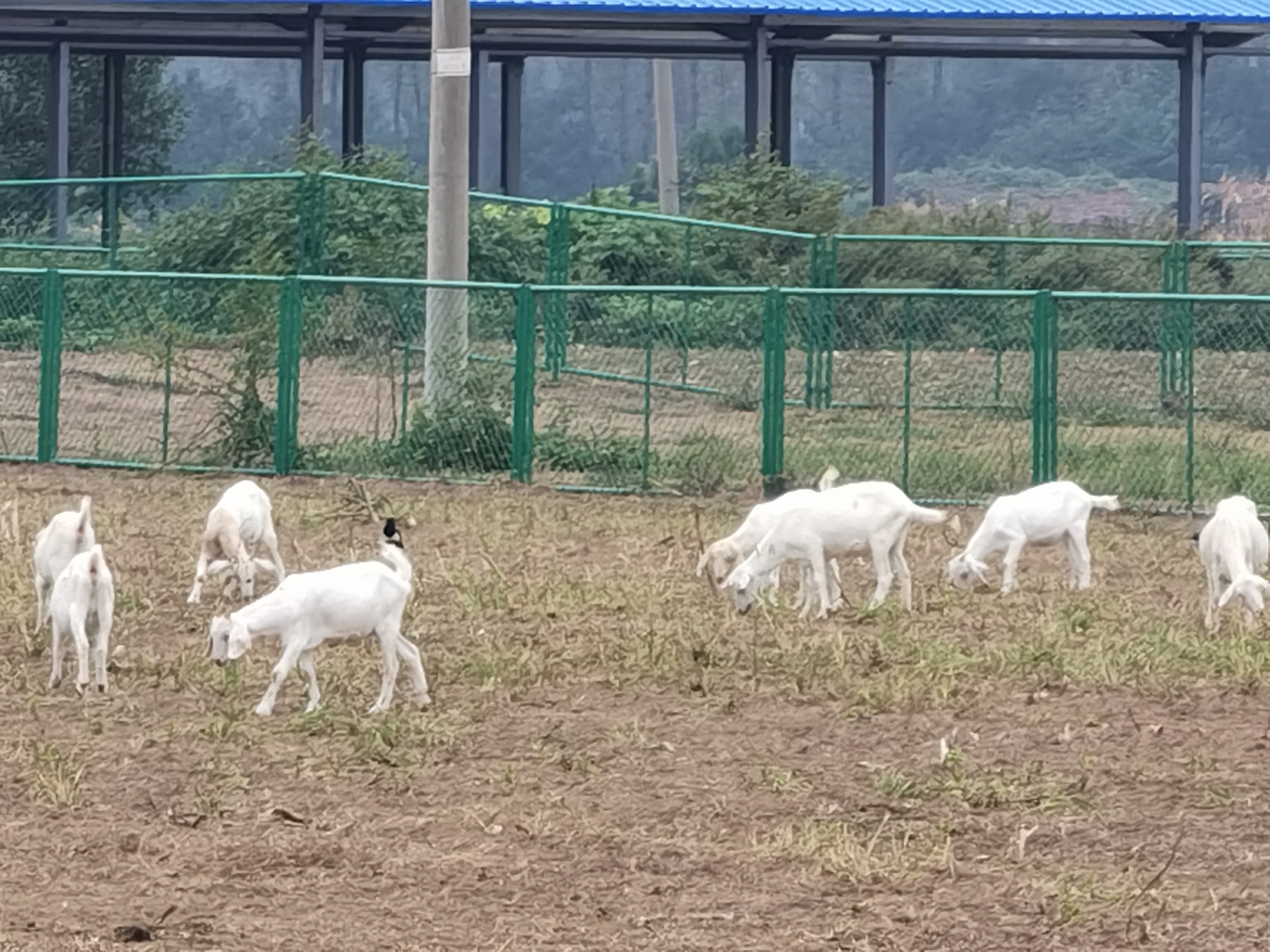 小羊出生难产或假死怎么处理？人工接生小羊羔必会的知识一起来学