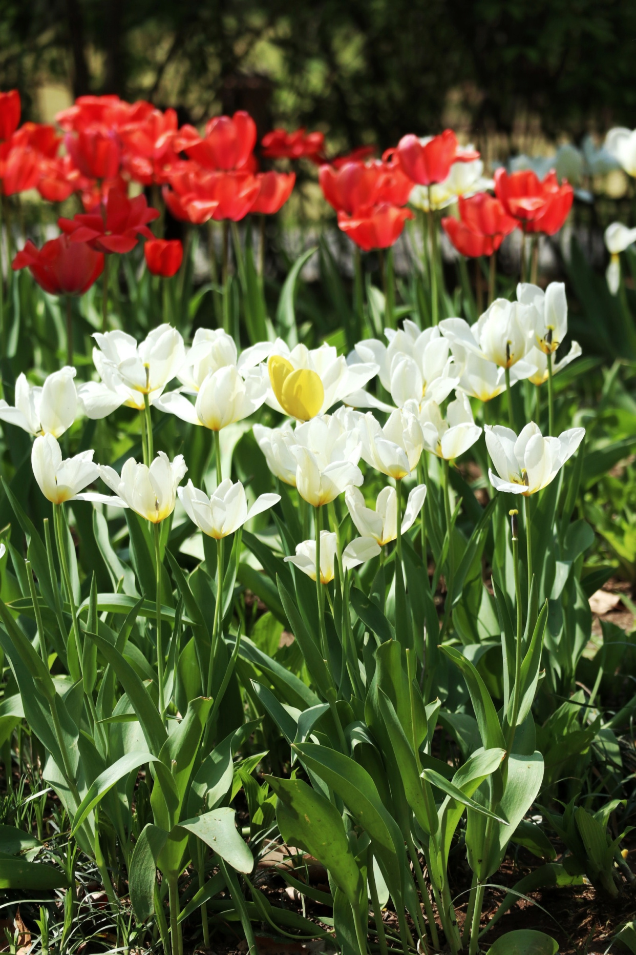 郁金香济南哪里最好,济南万象城郁金香