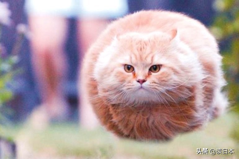 沙雕手办日本小哥,日本沙雕手办小哥