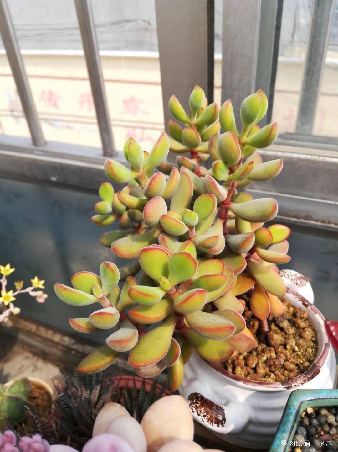 这才是多肉夏天该有的样子,多肉短期内颜值最高的时刻