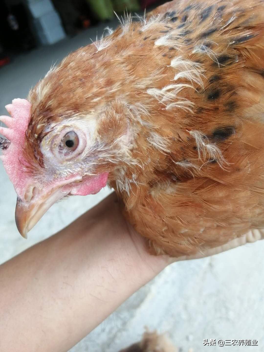 鸡眼睛睁不开口里有粘液怎么治疗,鸡眼睛浑浊了是什么病