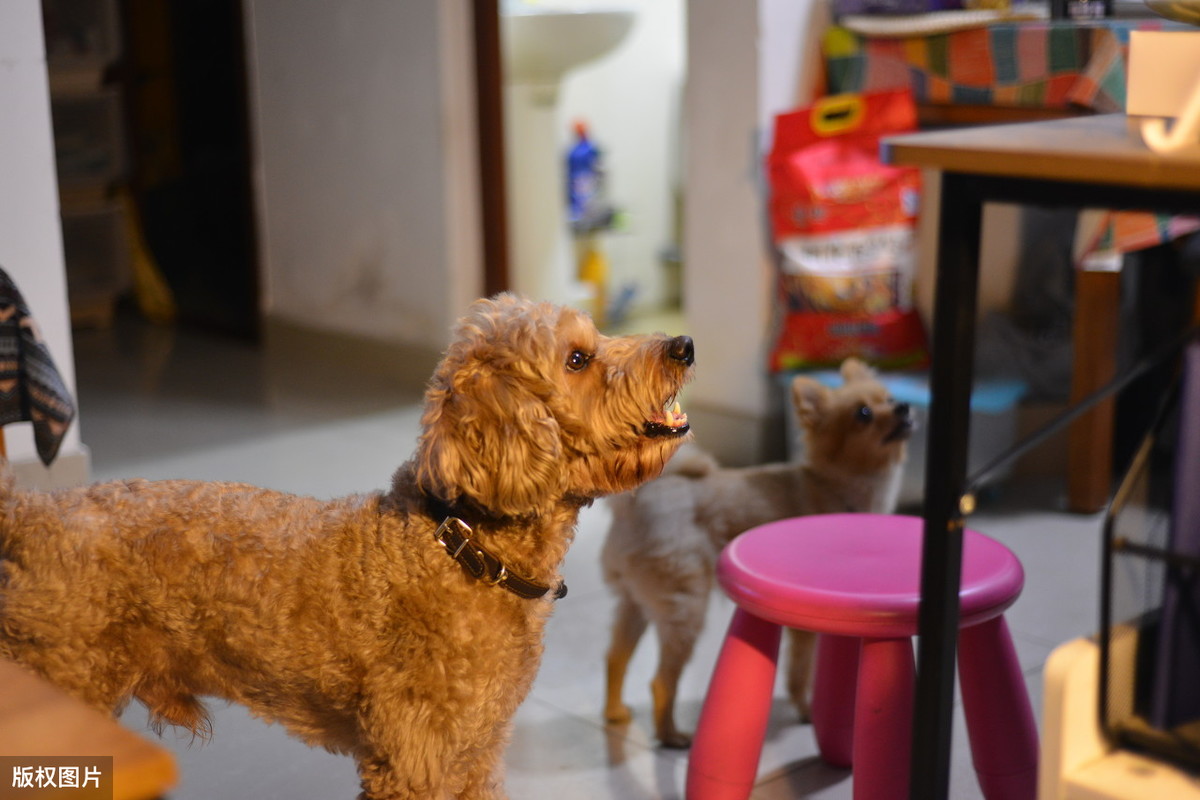 泰迪总爱“舔”你?也许它想告诉你这些事