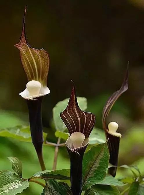 世界顶级奇花异卉,最美奇花异卉