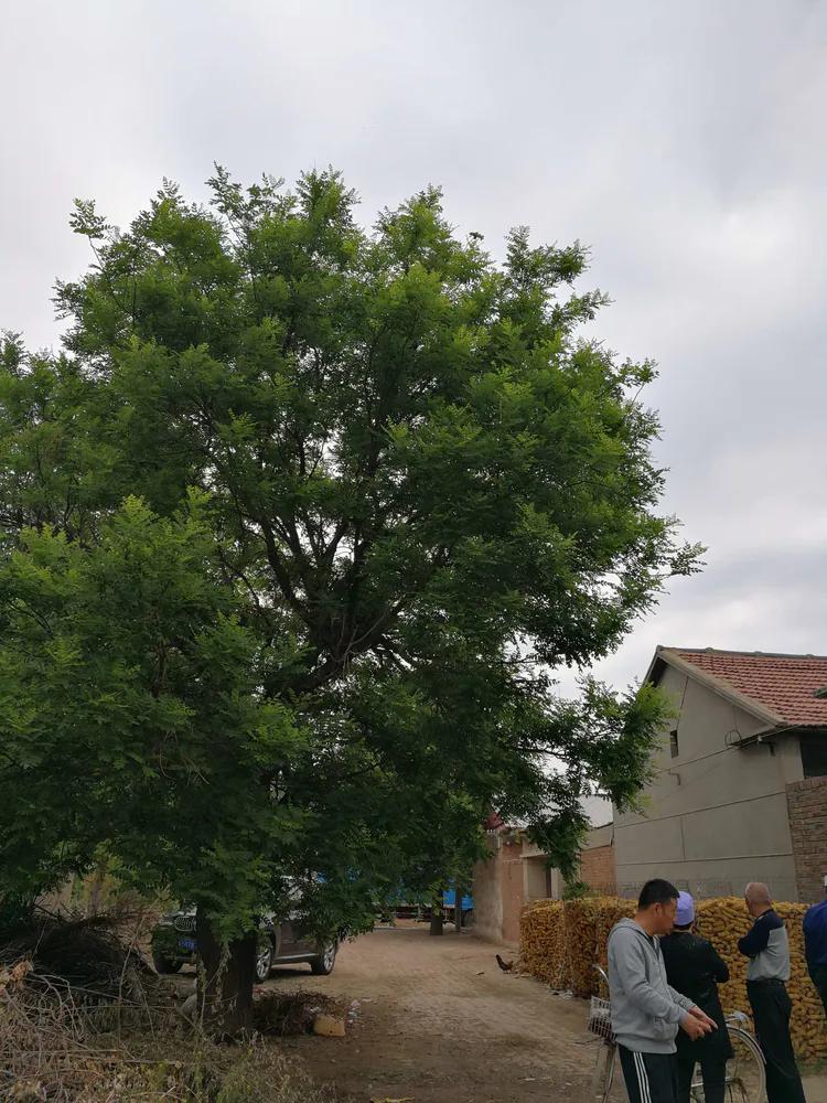 散文守望这方红色沃土,散文守望麦田