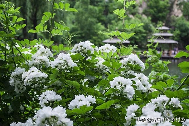 济南春季赏花自驾,济南踏青赏花新模式