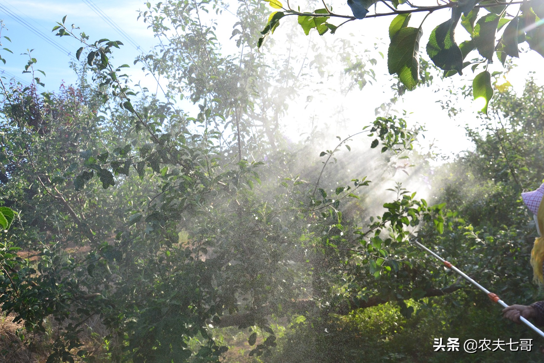 苹果整体提高亮度方法,苹果品质提升