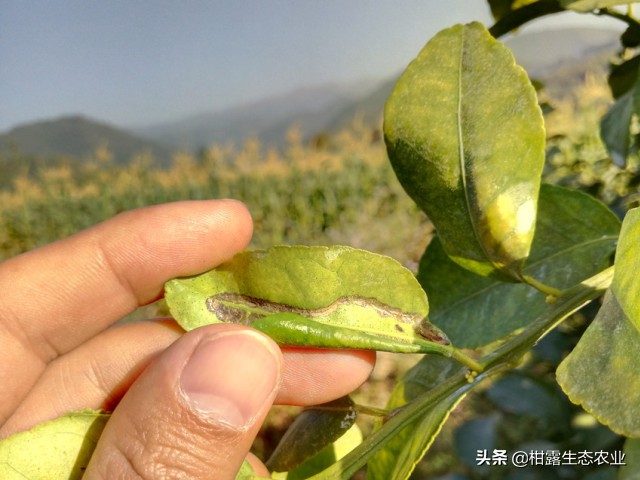 实用技术！柑橘潜叶蛾绿色生态防治方案