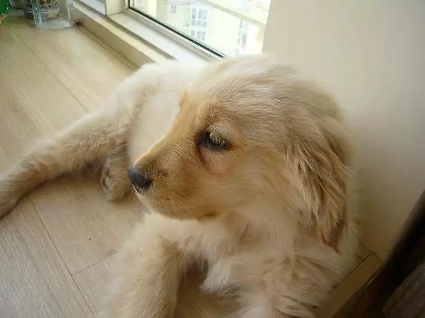 宠物泪痕消管用吗,爱宠的泪痕是怎么回事