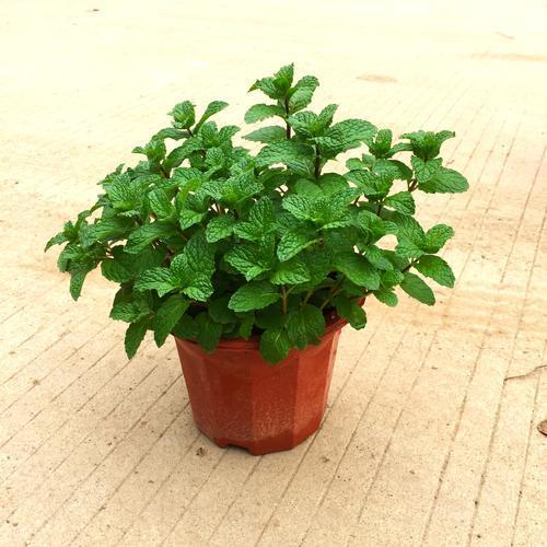 薄荷也可以随便剪,薄荷又长出嫩叶是活了吗