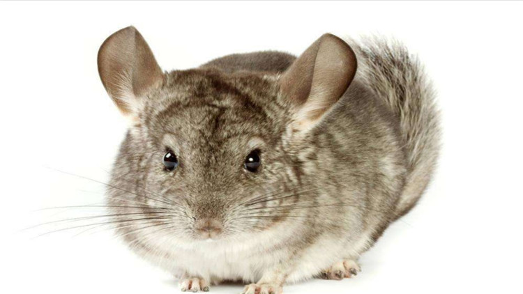 养仓鼠改掉咬笼子的这个坏习惯,仓鼠咬笼子嘴巴出血怎么办