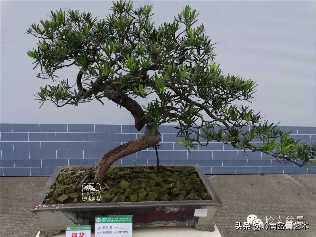 罗汉松盆景开运招财，非其莫属！清风雅韵，当之无愧！