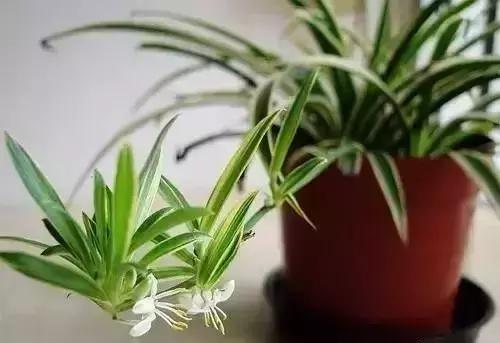 消除新房甲醛的是哪种盆景植物,吸附甲醛最好植物