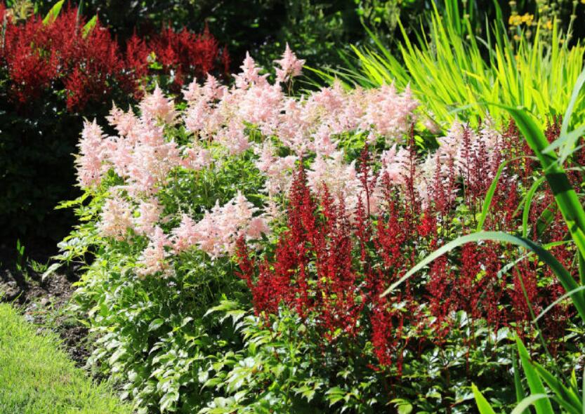 落新妇耐寒程度,拯救花园植物