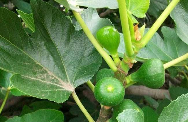 无花果几年进入丰产期,无花果提早成熟