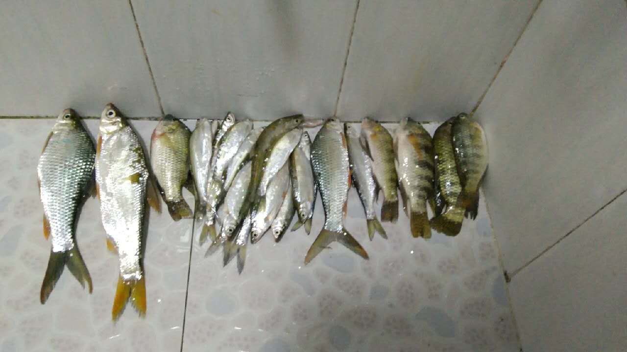 野钓能不能玩转黑坑,作为一个钓鱼的人