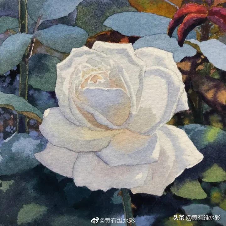 这朵白玫瑰99.99％是水，花瓣看起来很通透