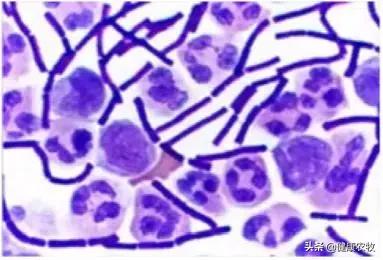 2020年执业兽医考试试题《预防科目》
