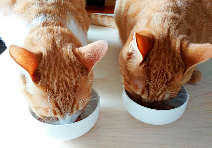 猫咪肥厚性心脏病多久可以恢复,猫咪心脏病一天不吃药有没有关系