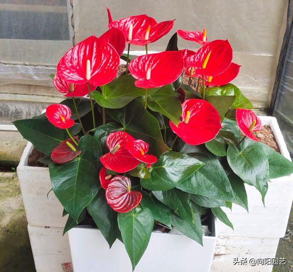 家里养的红掌突然蔫了怎么办,红掌叶子蔫了焦边干枯是怎么回事