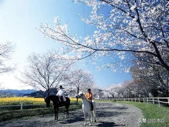 2020年东京奥运会看点大盘点,2020东京奥运会有哪些亮点