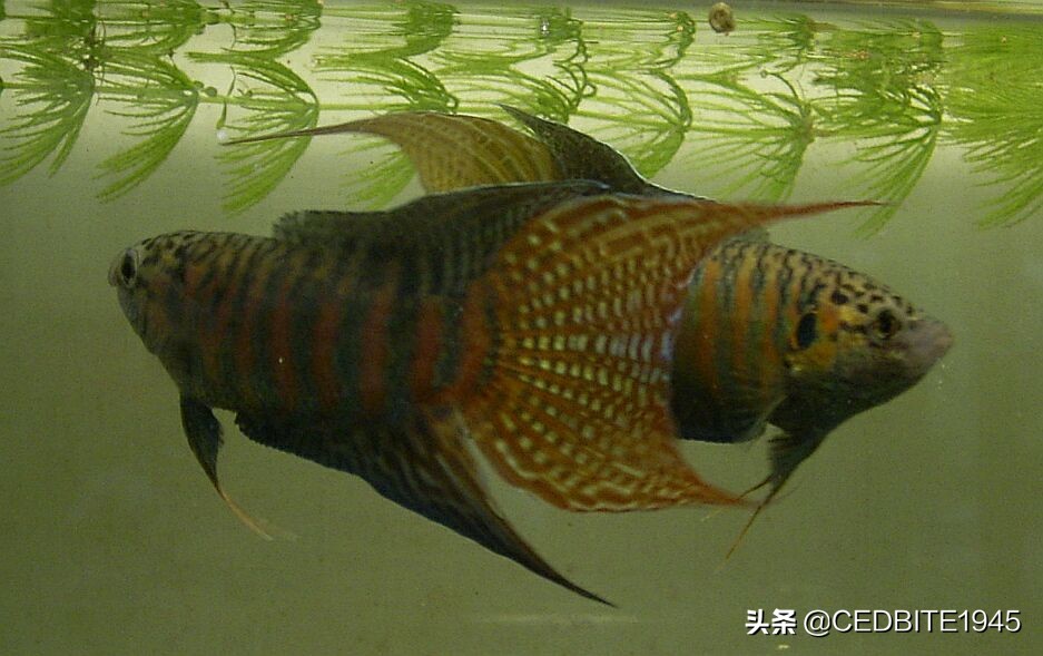 不死传说最强鲨鱼,新手十大养不死的观赏鱼