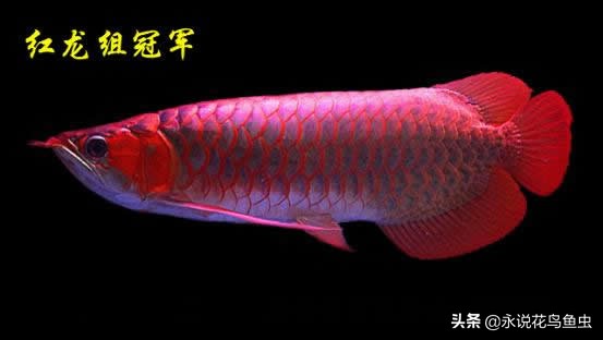 观赏龙鱼图片欣赏,观赏鱼欣赏龙鱼