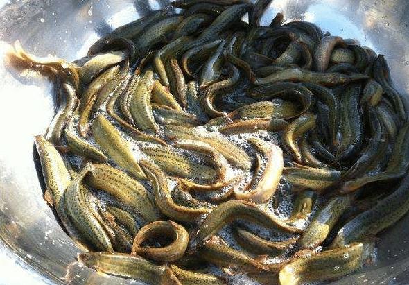 塑料桶养泥鳅,帆布池养泥鳅