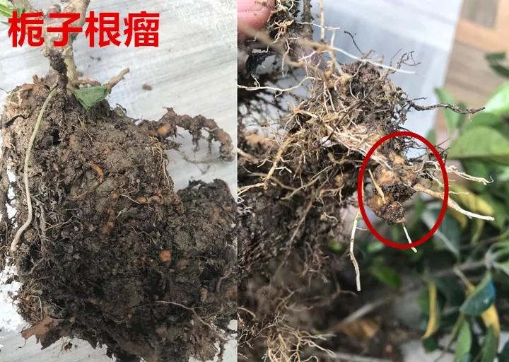 发现植物有烂根如何处理,发现植物有病害什么时候去治