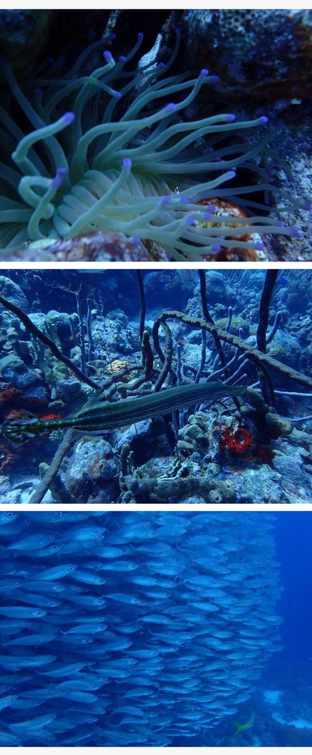 加勒比海邮轮旅行香港,加勒比海游轮旅行视频大全