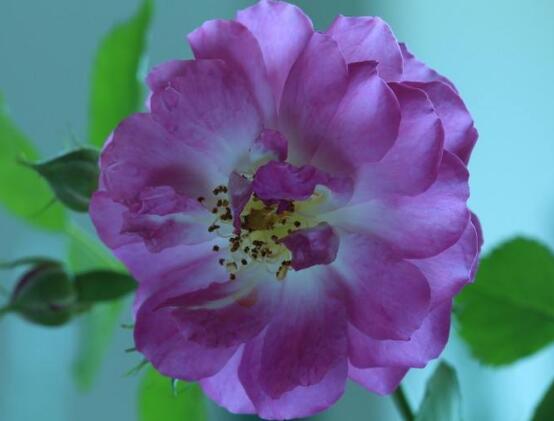 蔷薇怎么浇水好看,蔷薇花怎么浇水