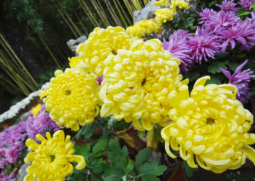 菊花的养护与管理方法图片,如何种植菊花养护菊花