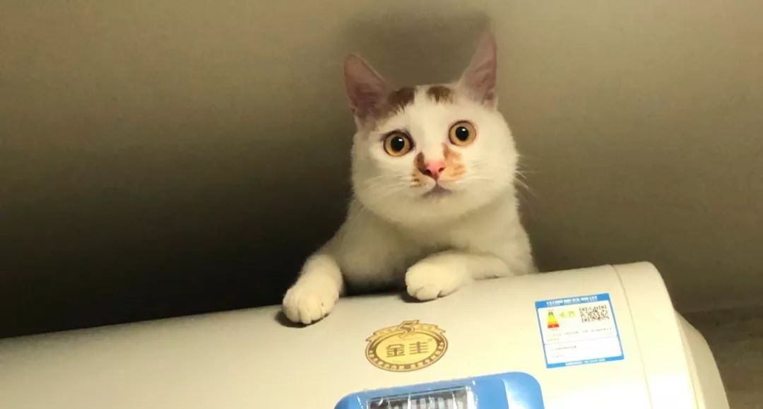 猫咪洗澡前驱虫还是洗澡后驱虫,猫咪体外驱虫和体内驱虫多久一次