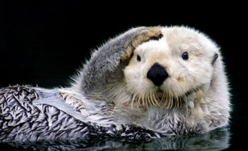 海獭吃海胆其实是在拯救海洋,海獭吃海胆和贝类