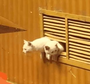 一到毕业季,我们大学的校猫就疯了哈哈哈