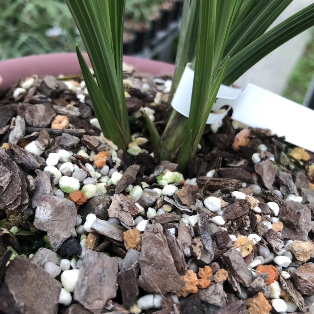 带花苞的兰花怎样上盆不消苞,兰花刚上盆出现消苞怎么处理