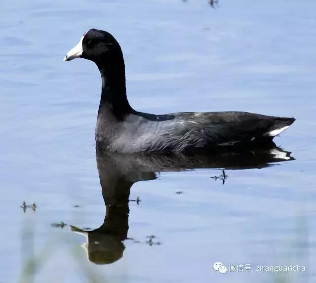美洲有几种猛禽,美洲三大动物