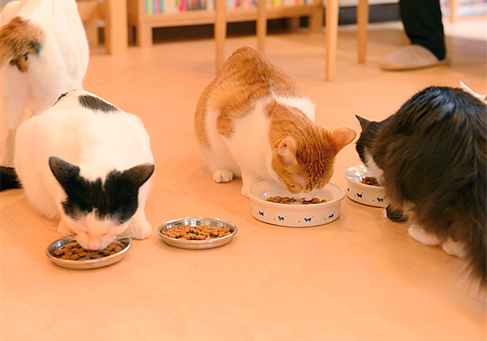 猫咪费洛蒙对猫有危害吗,猫咪费洛蒙使用注意事项