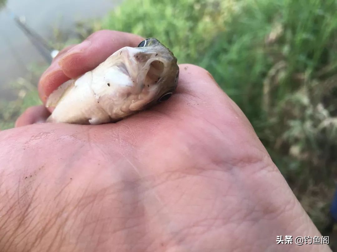 被倒刺钩钓过的鱼还能活吗,被翻板钩钓过的鱼能活吗