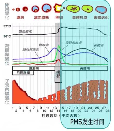 最新研究发现：原来医生一直开的激素药并不能真正根治月经