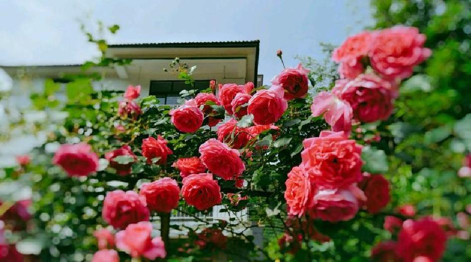 养花大全100种植物,养花100种