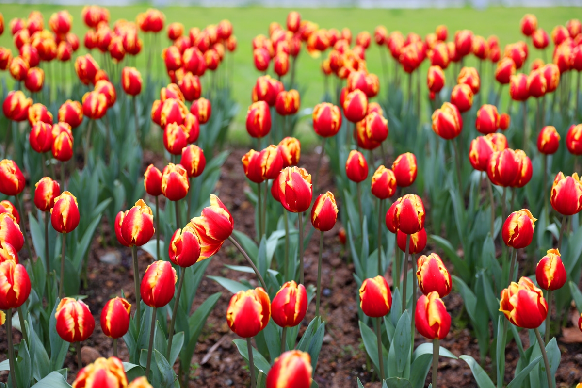 宁波现在哪里可以看郁金香,宁波郁金香在什么地方