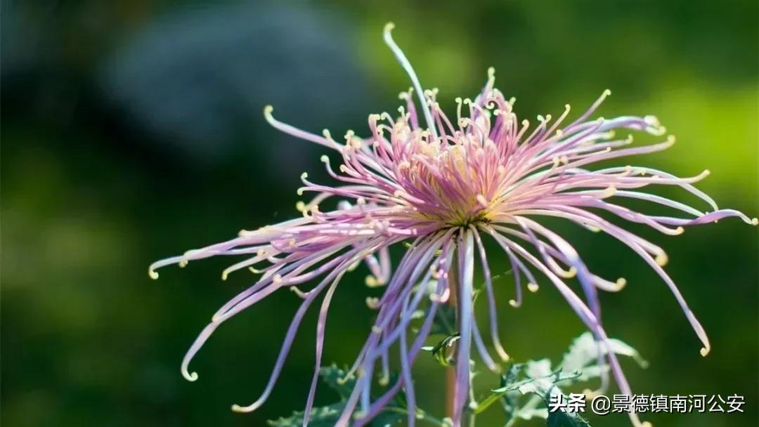 写菊花最美的10首诗词,关于秋日菊花的诗词