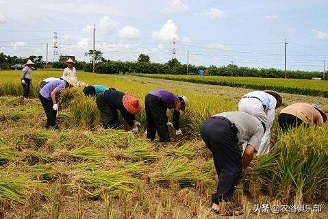 国庆小长假，出去浪不如回老家收庄稼，儿时这5种农活你做过哪些