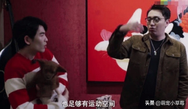 全球六大最好看男明星,盘点各明星养什么狗