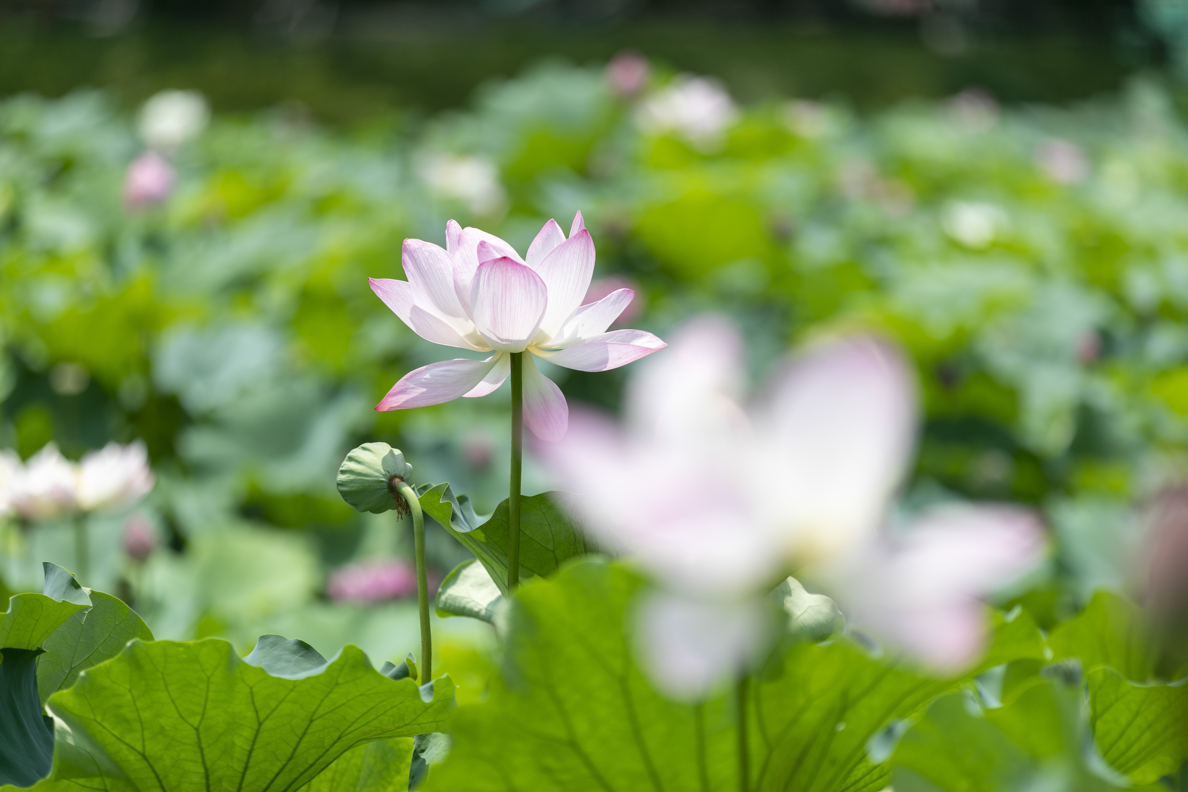 无锡三国水浒旅游攻略,游无锡三国水浒城