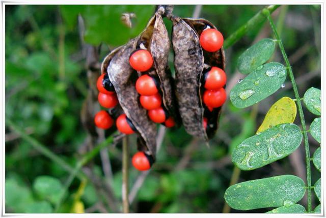 影响中药药效的药物因素,影响中药稳定性的外界因素有哪些