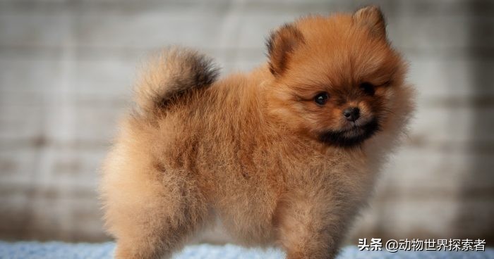 最萌最可爱的小奶狗,十大最可爱的宠物狗排名